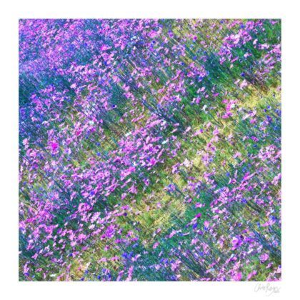 Potpourri: Cosmos and Cornflower Art Print